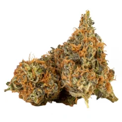 Ness Chocolate Cheesecake