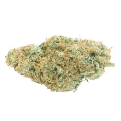 Haven St No. 516 Sonic Express New Arrivals