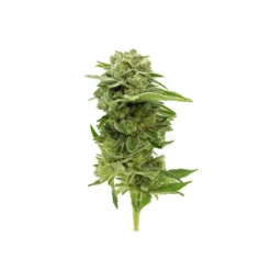 North Ouest Ginger Fizz