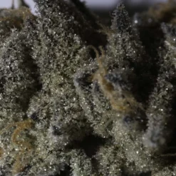 OGEN Codename: Pepper New Arrivals