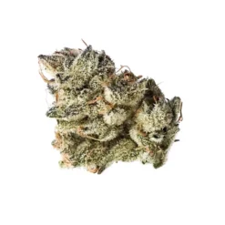 New Arrivals OGEN Early Glue RBx1 #15