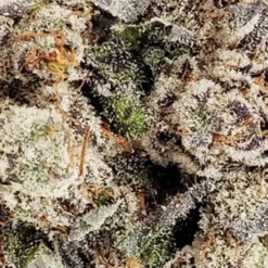 Melt Orange Cookie Octane New Arrivals