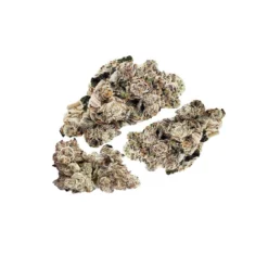 Melt Orange Cookie Octane New Arrivals