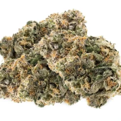 7ACRES New Arrivals Orange Tingz