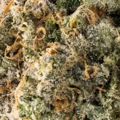 7ACRES New Arrivals Orange Tingz