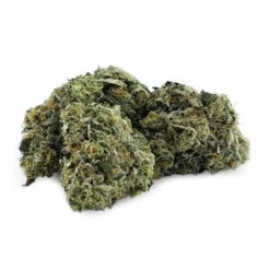 Pistol And Paris New Arrivals Orange Tingz