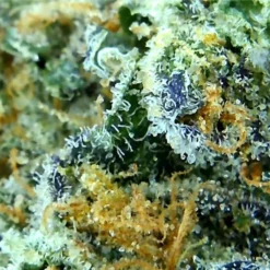 Pistol And Paris New Arrivals Orange Tingz