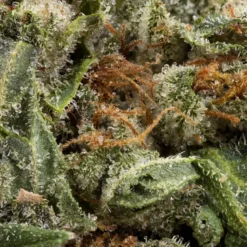 1964 Supply Co. Organic Comatose