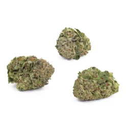 1964 Supply Co. Organic Comatose