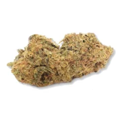 Palm Gardens Day Dream