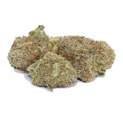 New Arrivals Palm Gardens Golden Sand Castles