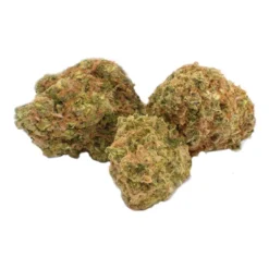 Palm Gardens Island Breeze