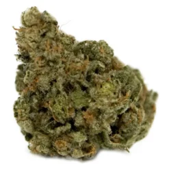 Panorama Master Kush New Arrivals