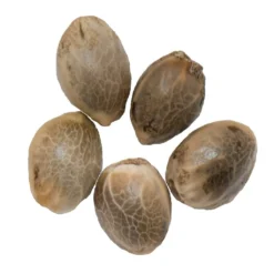 Parkland Flower Northern Lights Auto Seeds (5pk) Hybrid Strains