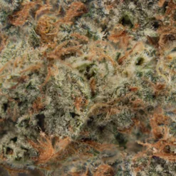 BLLRDR Peach Crescendo New Arrivals 7 BLLRDR Peach Crescendo New Arrivals