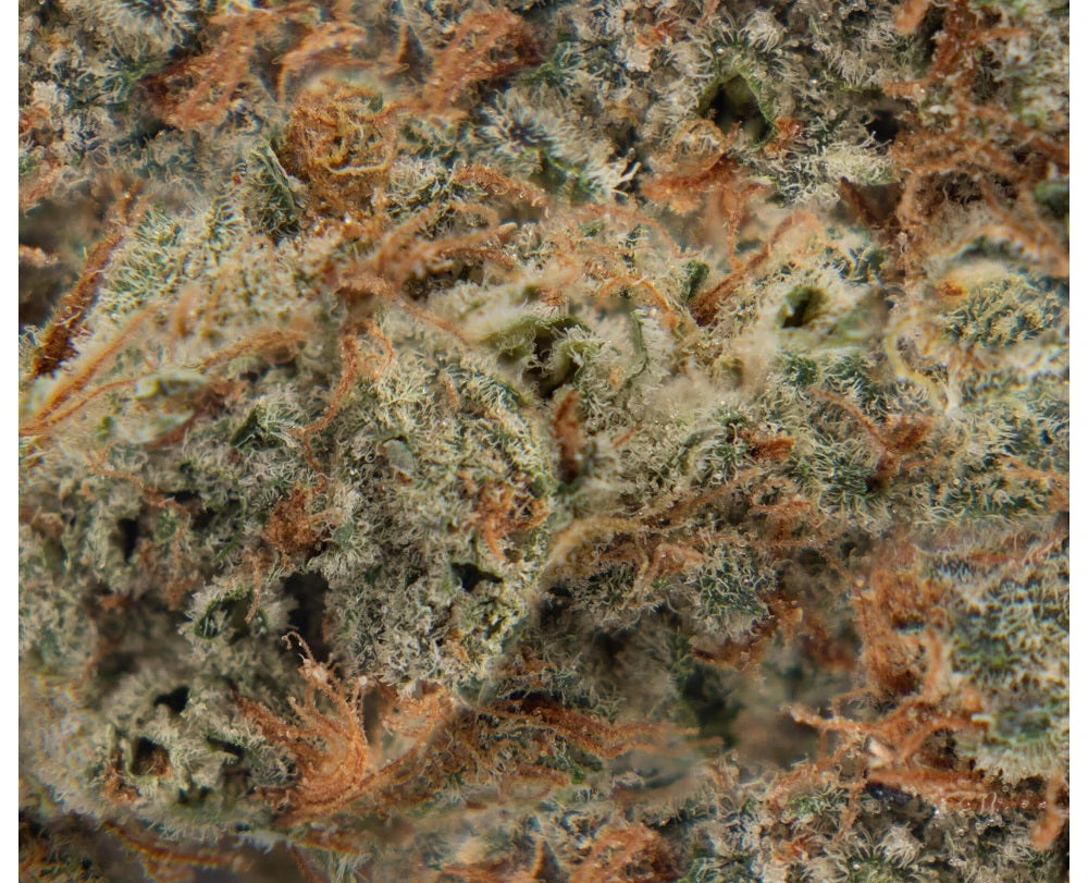 BLLRDR Peach Crescendo New Arrivals 5 BLLRDR Peach Crescendo New Arrivals