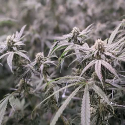 North 40 Cannabis Pear Effect New Arrivals 5 North 40 Cannabis Pear Effect New Arrivals