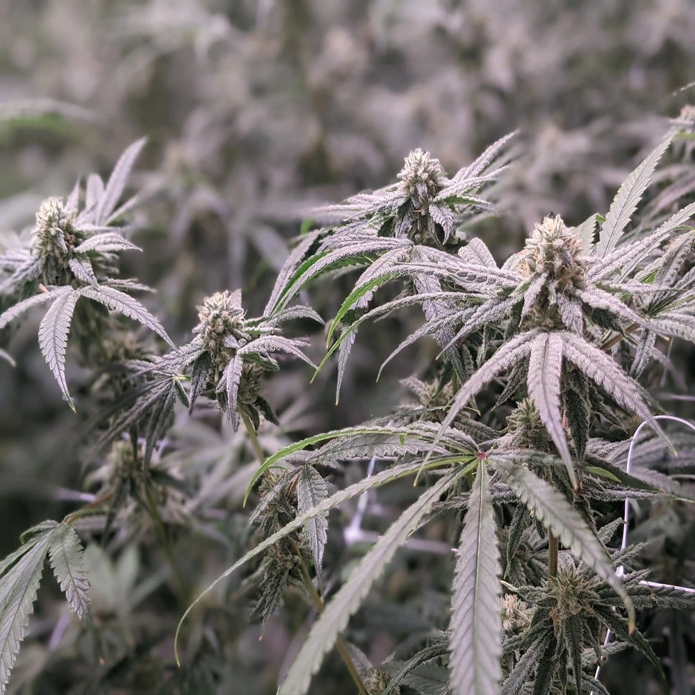 North 40 Cannabis Pear Effect New Arrivals 4 North 40 Cannabis Pear Effect New Arrivals