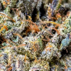 BOAZ Pheno X New Arrivals