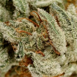 Pure Sunfarms Pine Tar Kush New Arrivals