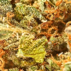 Divvy Pineapple Nuken 7 Divvy Pineapple Nuken