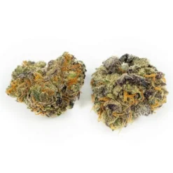 Poolboy King T New Arrivals