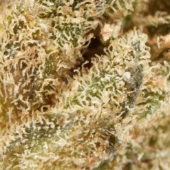 Tweed New Arrivals Powdered Donuts