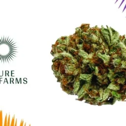 Pure Sunfarms D. Bubba