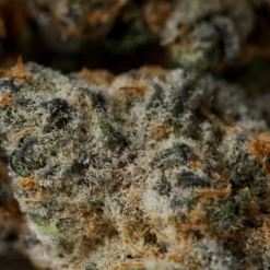 JOI Botanicals Purple Punch Mints #11 New Arrivals 6 JOI Botanicals Purple Punch Mints #11 New Arrivals