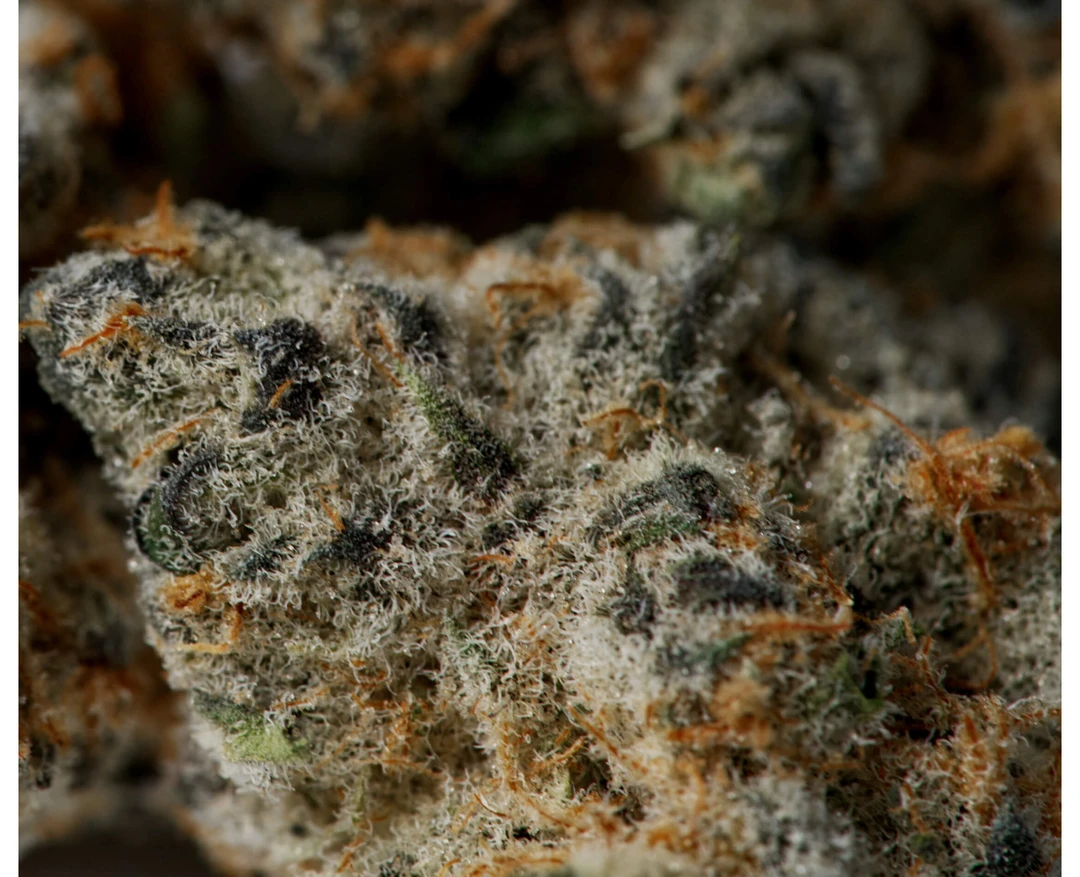 JOI Botanicals Purple Punch Mints #11 New Arrivals 4 JOI Botanicals Purple Punch Mints #11 New Arrivals