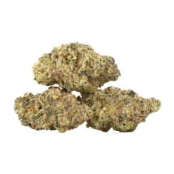 Secret Garden New Arrivals Rebel Sour