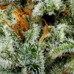 Qwest Redneck Wedding