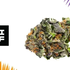 New Arrivals Riff Subway Scientist (Grand Daddy Purps)