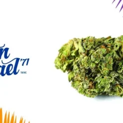 New Arrivals San Rafael '71 Pink Kush