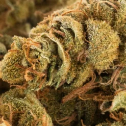 B!NGO New Arrivals Sativa!