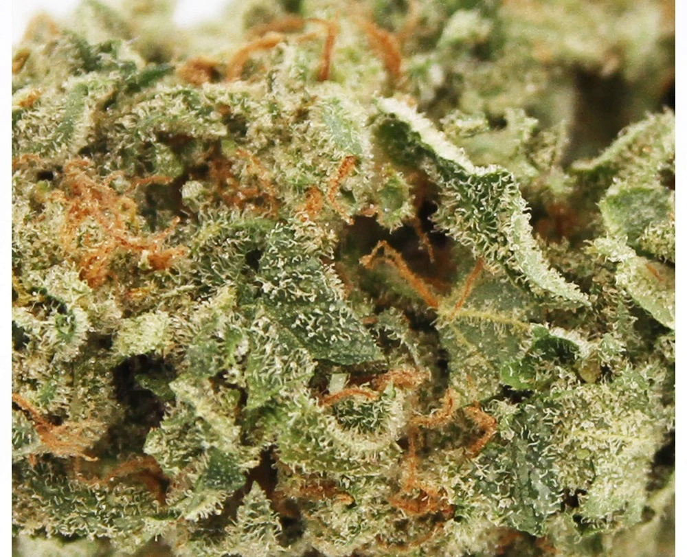 Emerald Health Sativa New Arrivals 5 Emerald Health Sativa New Arrivals