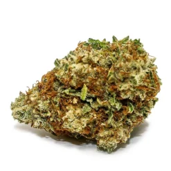 Spinach Sensi Star New Arrivals