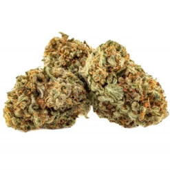 New Arrivals Skosha Dartmouth Kush