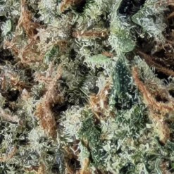 Alberta Bud Slurface