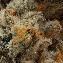 OGEN New Arrivals Space Flight Superstar #11 7 OGEN New Arrivals Space Flight Superstar #11