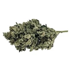 BC Green New Arrivals Stankasaurus