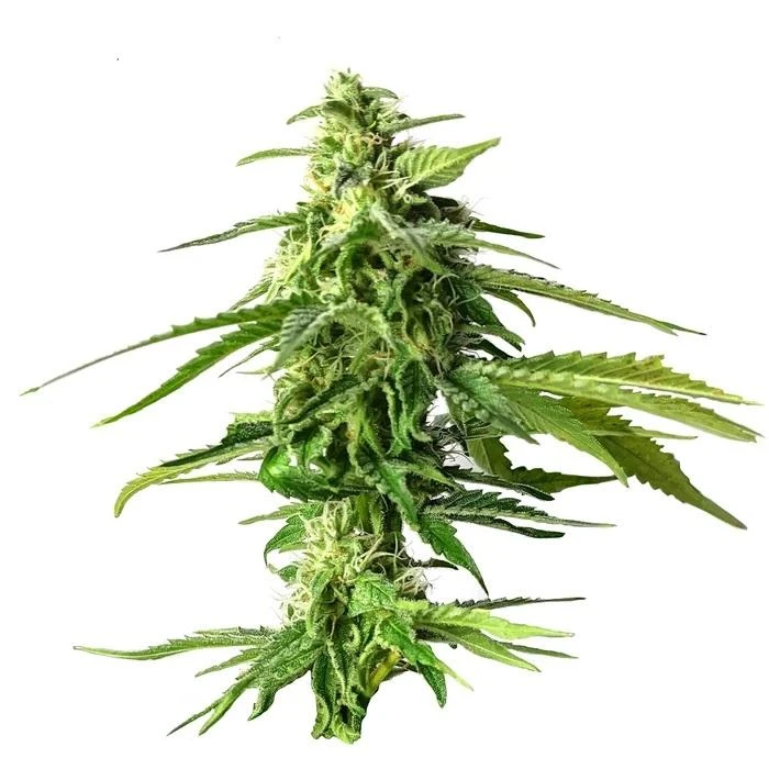 New Arrivals Strain Rec Strawberry Magic 4 New Arrivals Strain Rec Strawberry Magic