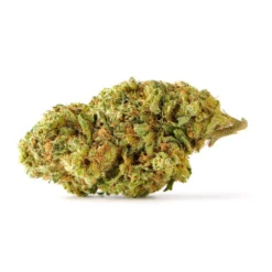 Sundial Zen Berry New Arrivals