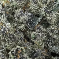 Tantalus Labs New Arrivals Sunset Sherbert