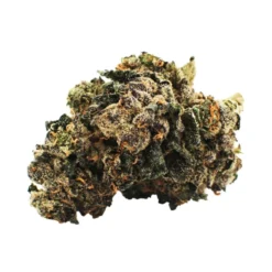 Citizen Stash Sunset Sherbet New Arrivals