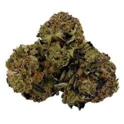 1337 Elite New Arrivals Sweet Tooth