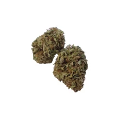 Dykstra Greenhouses Sweet Venom