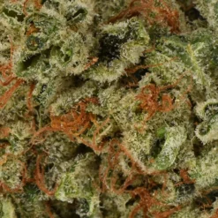 New Arrivals Table Top Grilled Cheese 7 New Arrivals Table Top Grilled Cheese