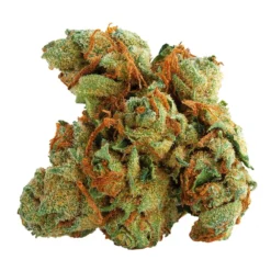 Spinach Tangerine Twist Sativa 5 Spinach Tangerine Twist Sativa