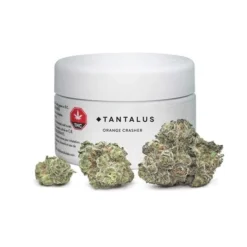 New Arrivals Tantalus Labs Orange Crasher